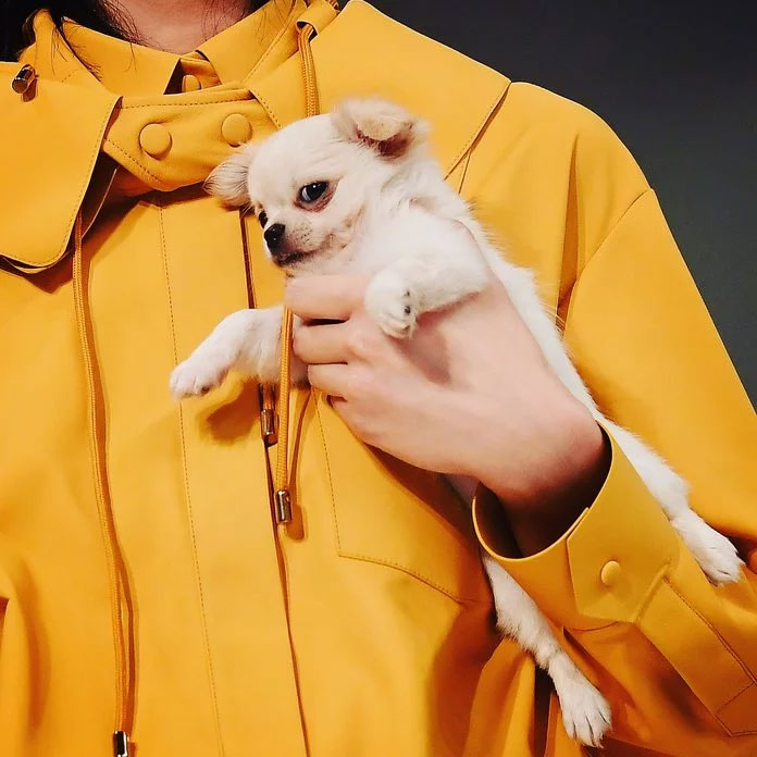 A Puppy at Tod's